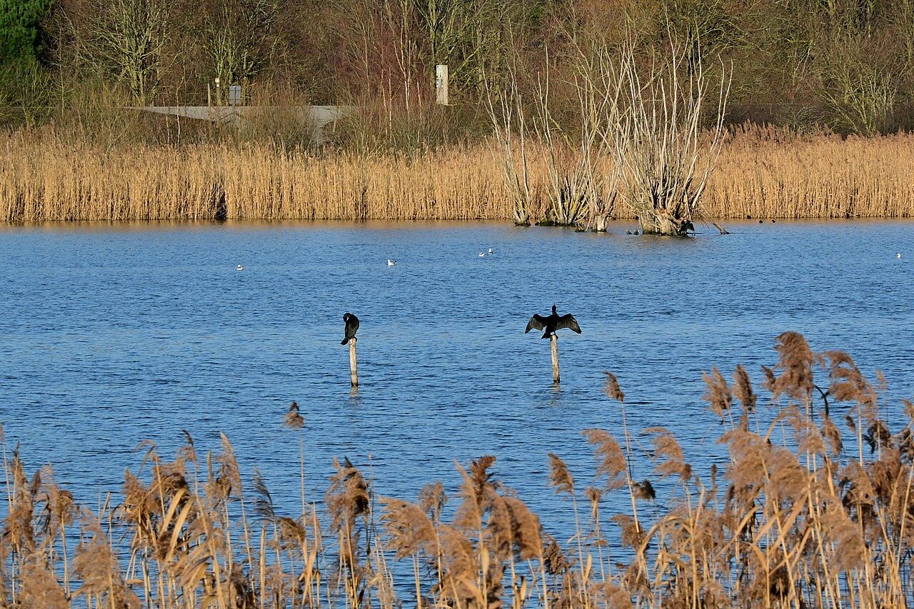 Cormorants drying their wings, Paardeweide-Oost, Berlare and Wichelen, 2026