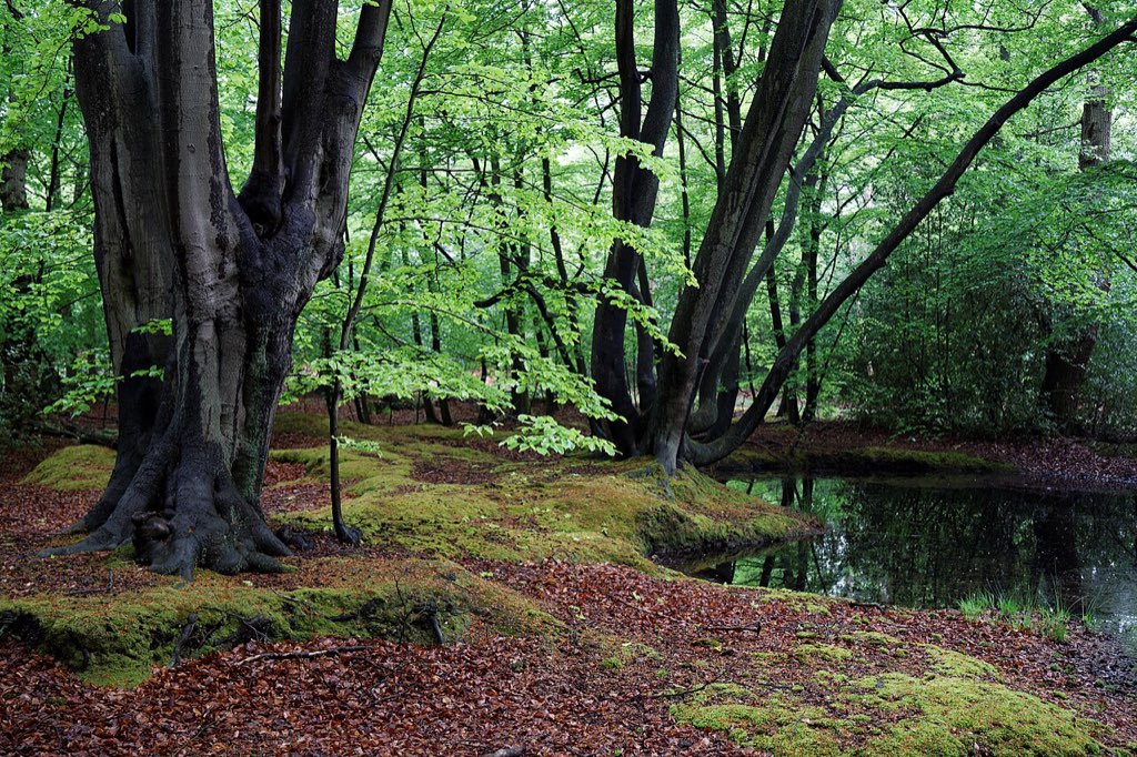 Epping Forest High Beach Essex England - spring pond 05