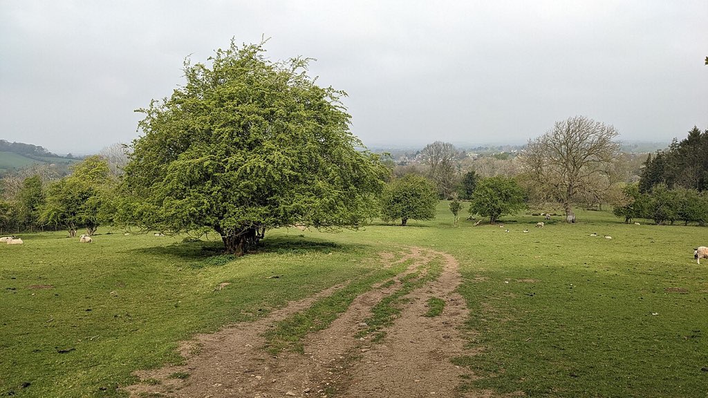 The Cotswold Way (Broadway) - geograph.org.uk - 7939973
