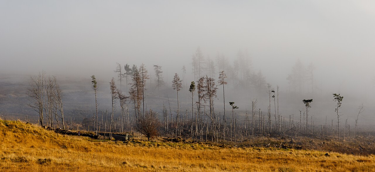 Trees in fog on the northern side of Loch Tay, Scottish Highlands, Scotland