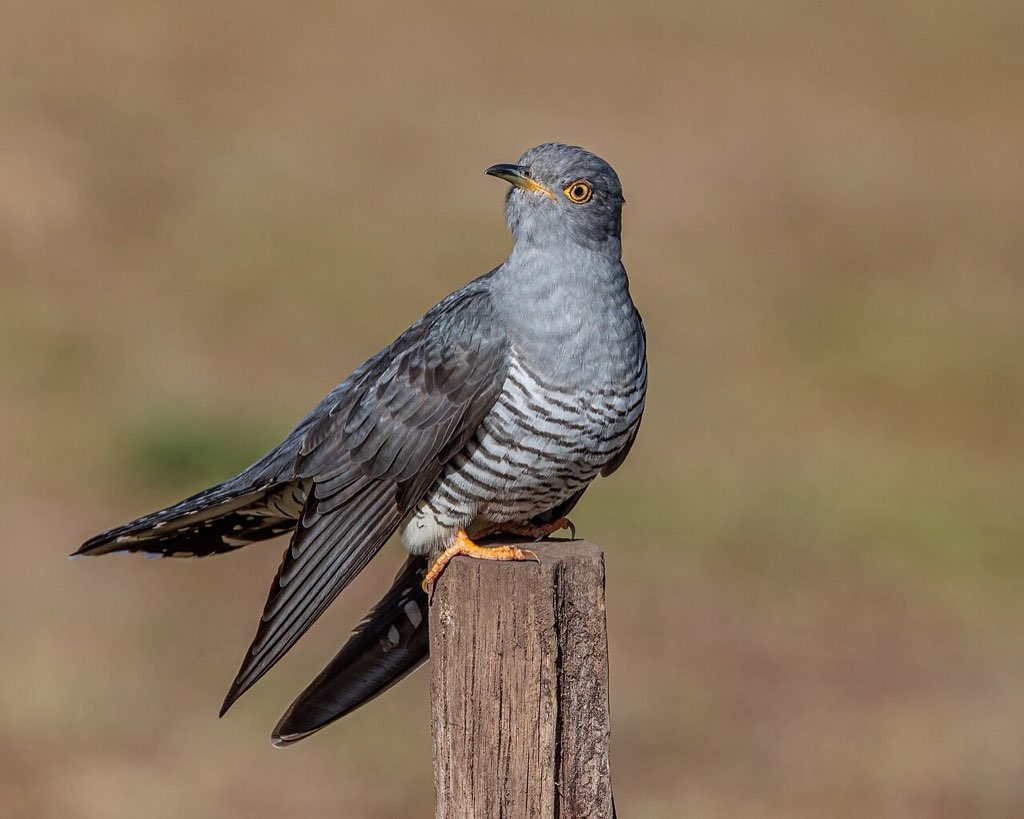 Cuckoo in Surrey, England