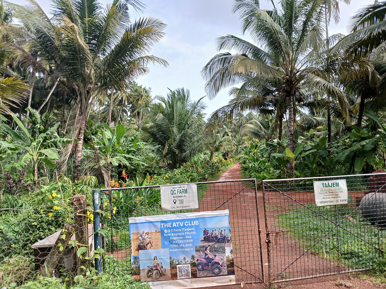 Dabolim