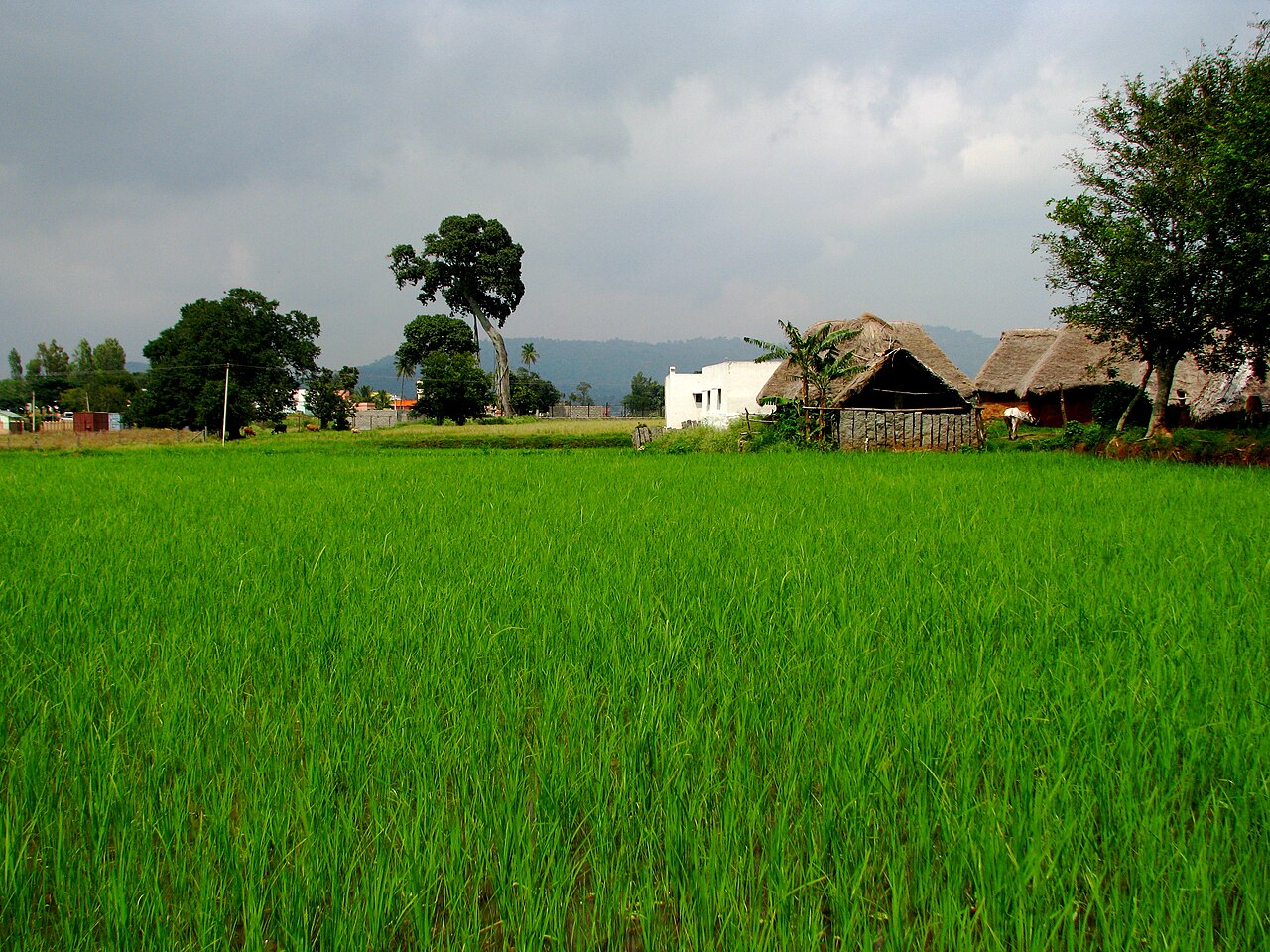 Yelagiri