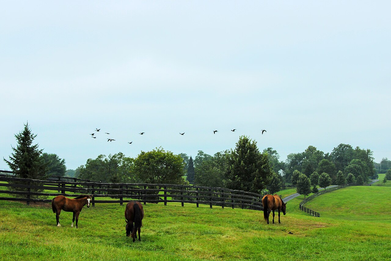 A horse farm in Lexington, Kentucky