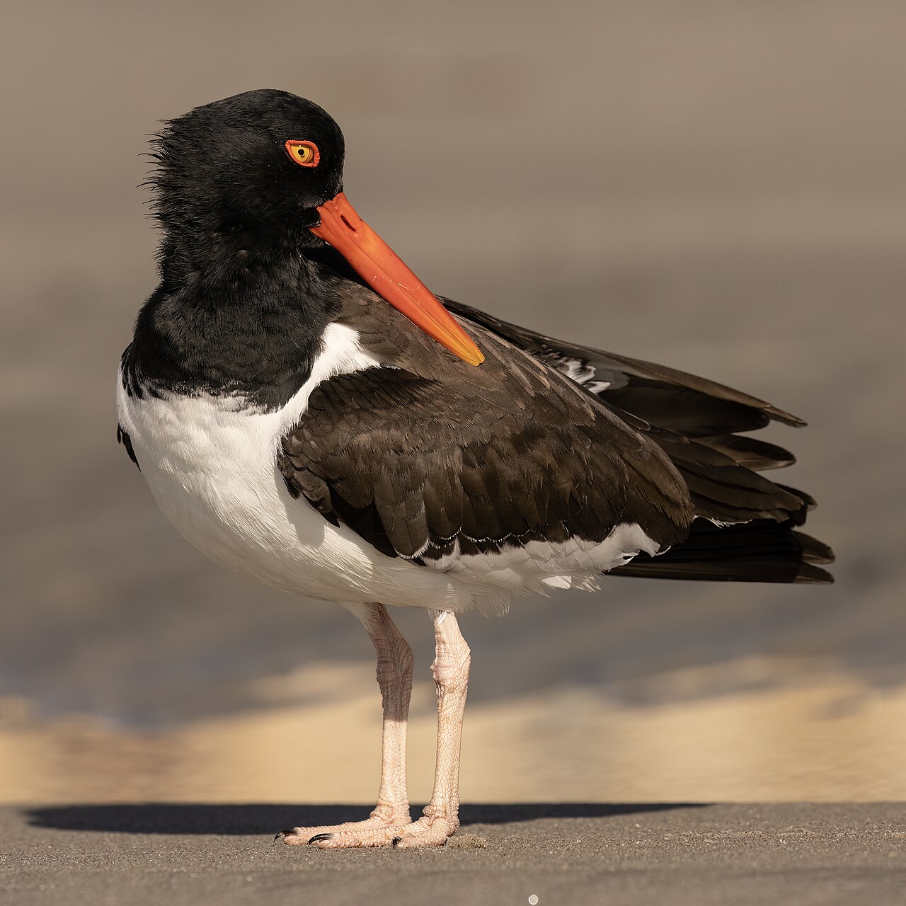 American Oystercatcher (Haematopus palliatus) - Atlantic City - New Jersey - USA