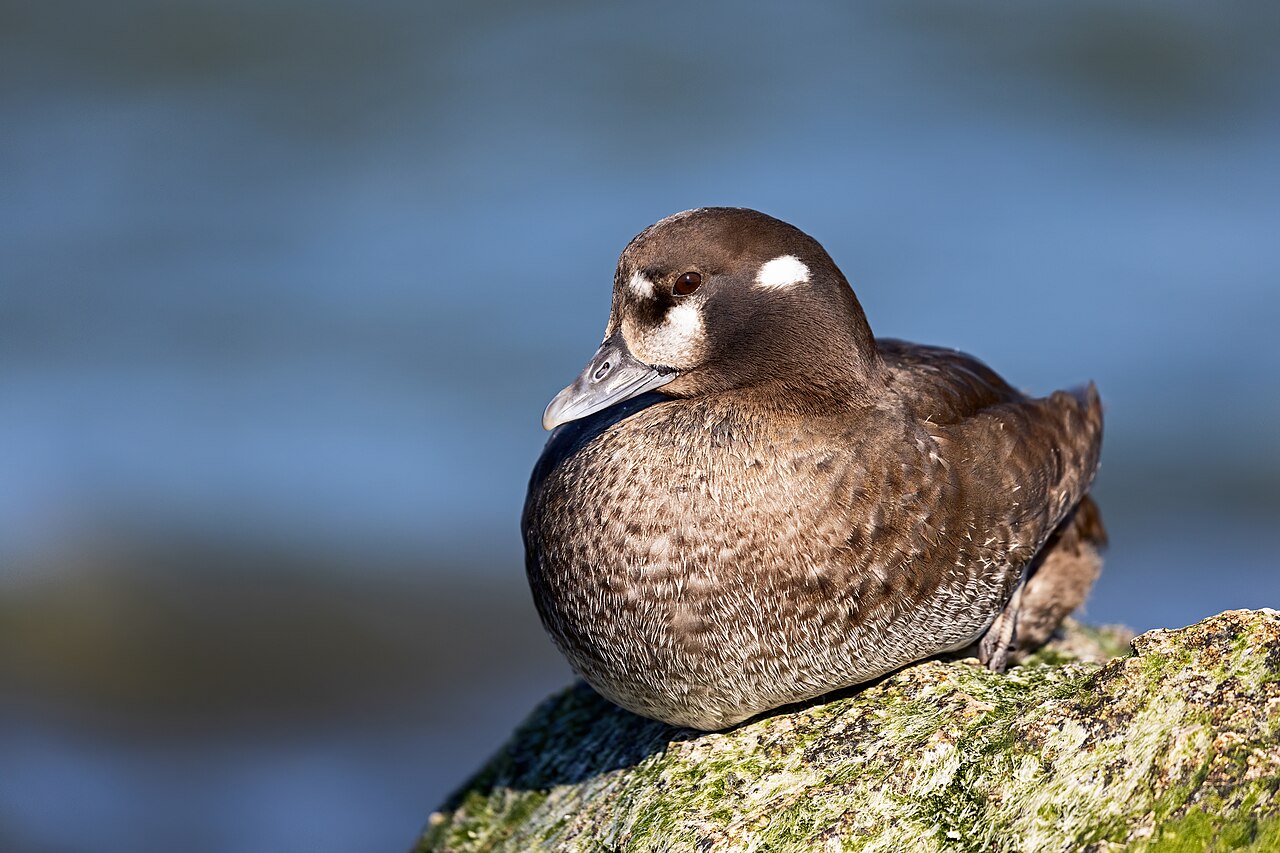 Hen Harlequin duck (Histrionicus histrionicus) sitting on a rock in the Barnegat Inlet, Ne