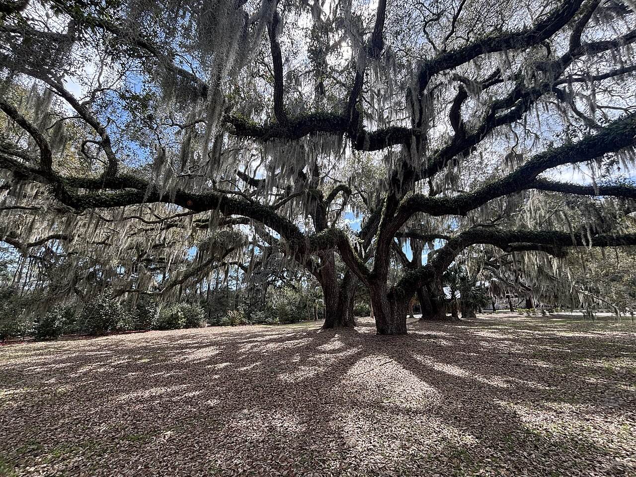Honey Horn live oaks, Hilton Head Island, South Carolina