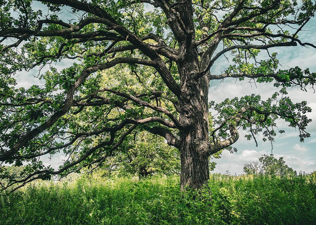 Minnesota Landscape Arboretum1